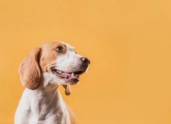 کفاره کشتن حیوانات